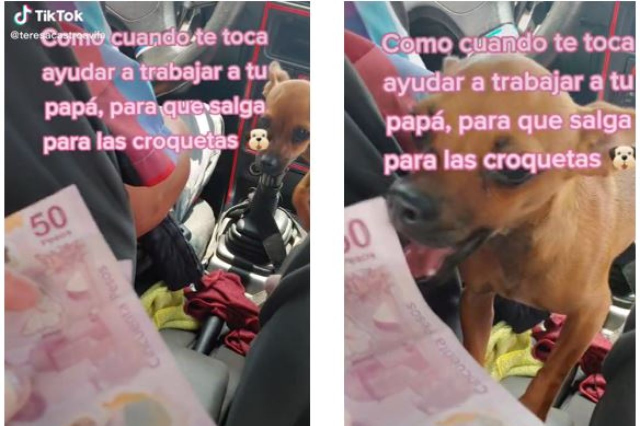 Perrita chihuahua ayuda a su dueño taxista a cobrar a pasaje