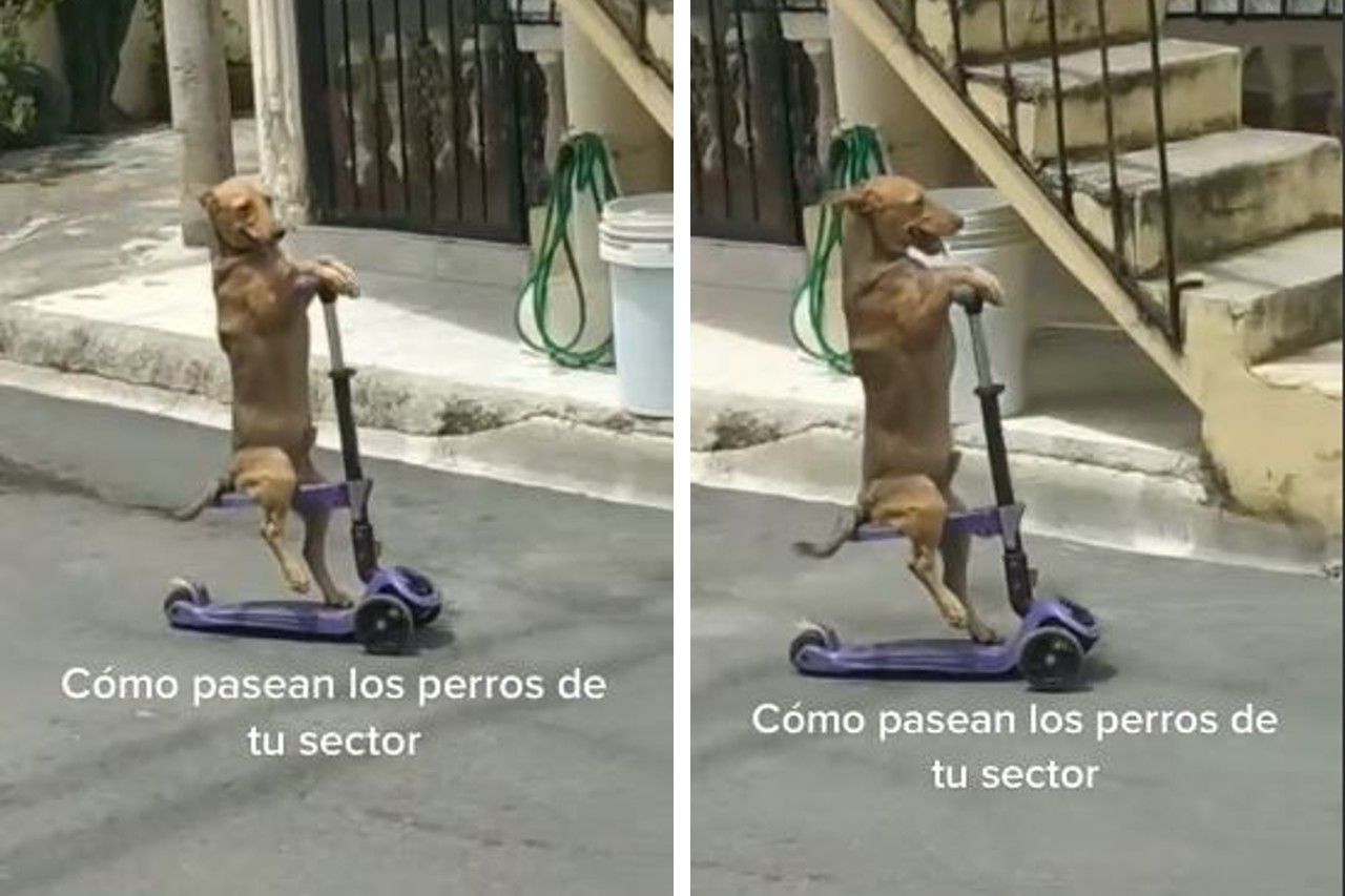 Video: Perrito paseando en patín se vuelve viral