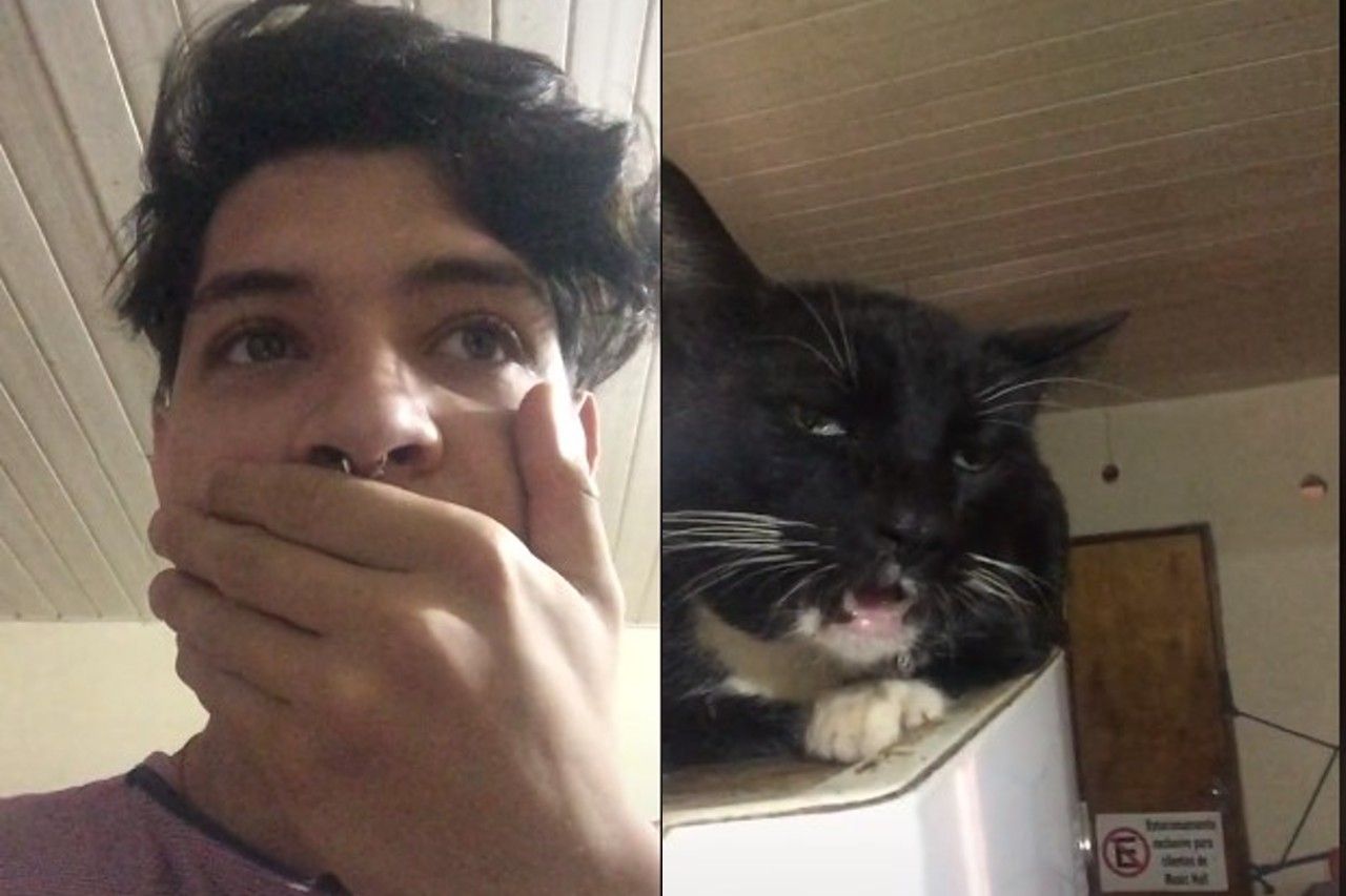 Video: Gato come 'brownie mágico' y su cara se vuelve viral