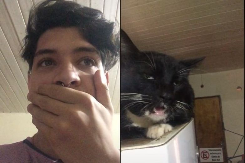 Video: Gato come 'brownie mágico' y su cara se vuelve viral