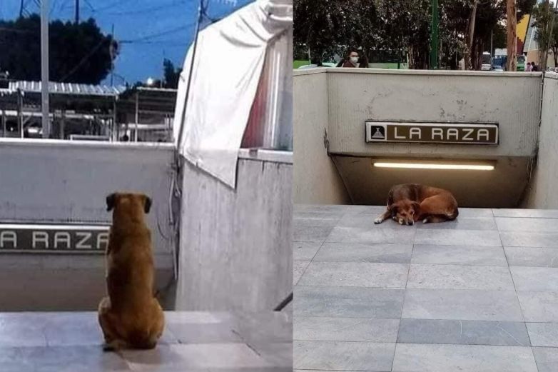 Perrito espera a su dueña fallecida afuera del metro