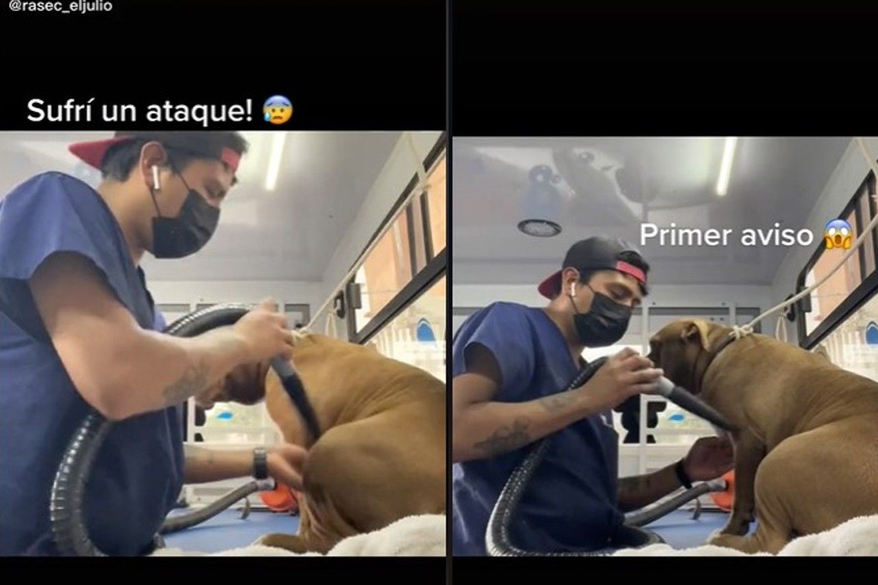 Video: Pitbull 'ataca' a veterinario mientras lo bañaba