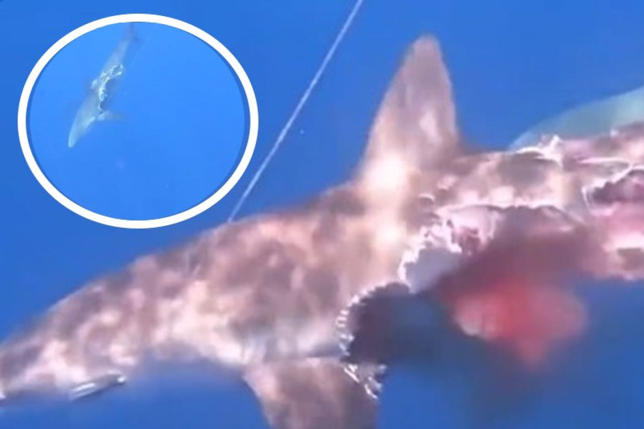 Video: Graban a 'tiburón zombie' mientras cazaba