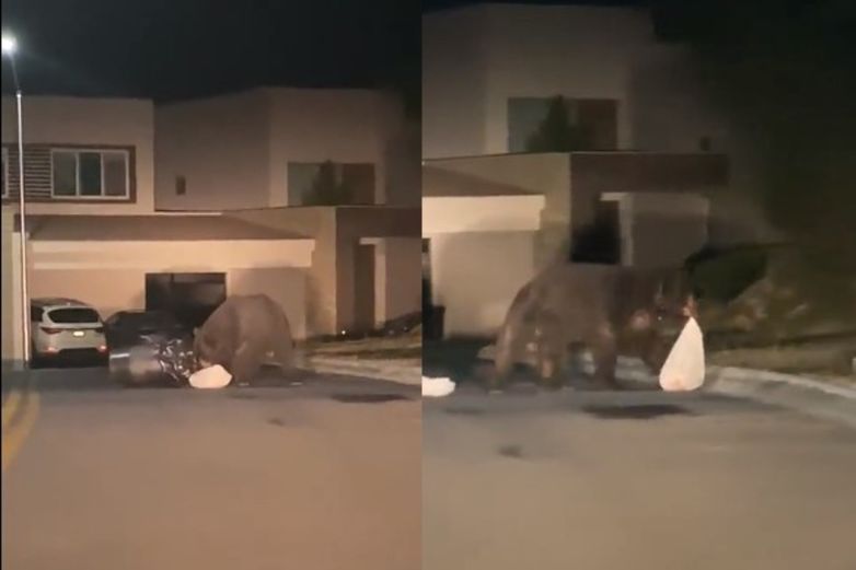 Video: Graban enorme oso afuera de una casa en Monterrey