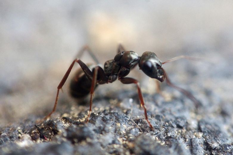 Video: Hormigas mueren al instante por calor en Tamaulipas 