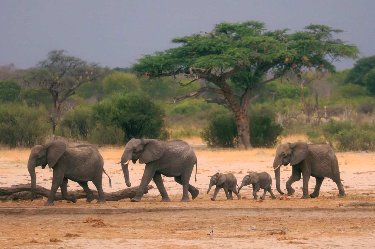 Desarrollo humano y cambio climático extingue la vida salvaje de África