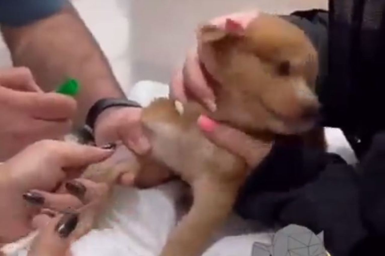 Piden 'Oscar' para perrito; hizo el drama de su vida por una vacuna