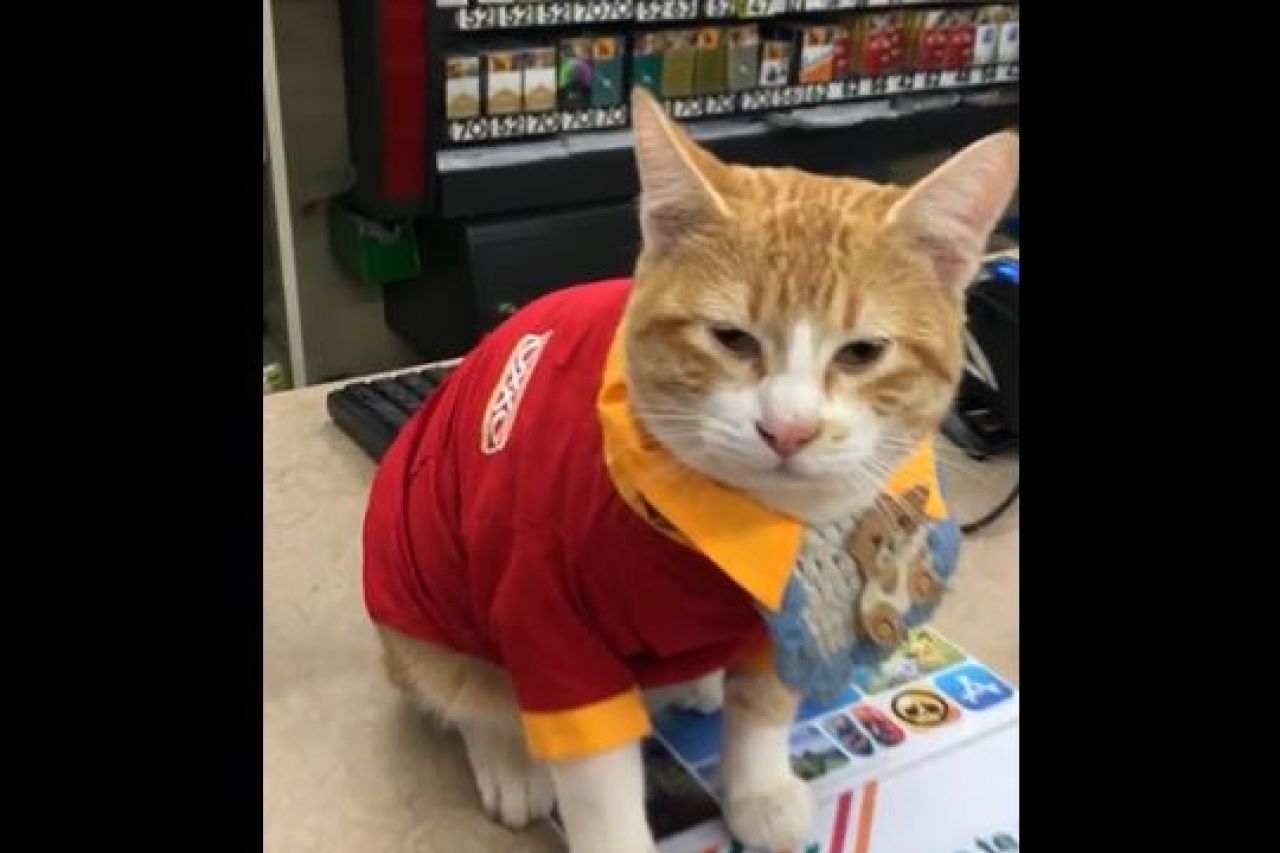 Graban a gatito con uniforme del Oxxo en un 7-Eleven