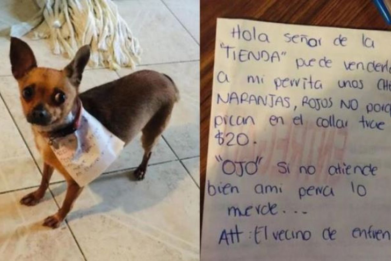 Hombre manda a su perrita a la tienda por unos Cheetos y se hace viral