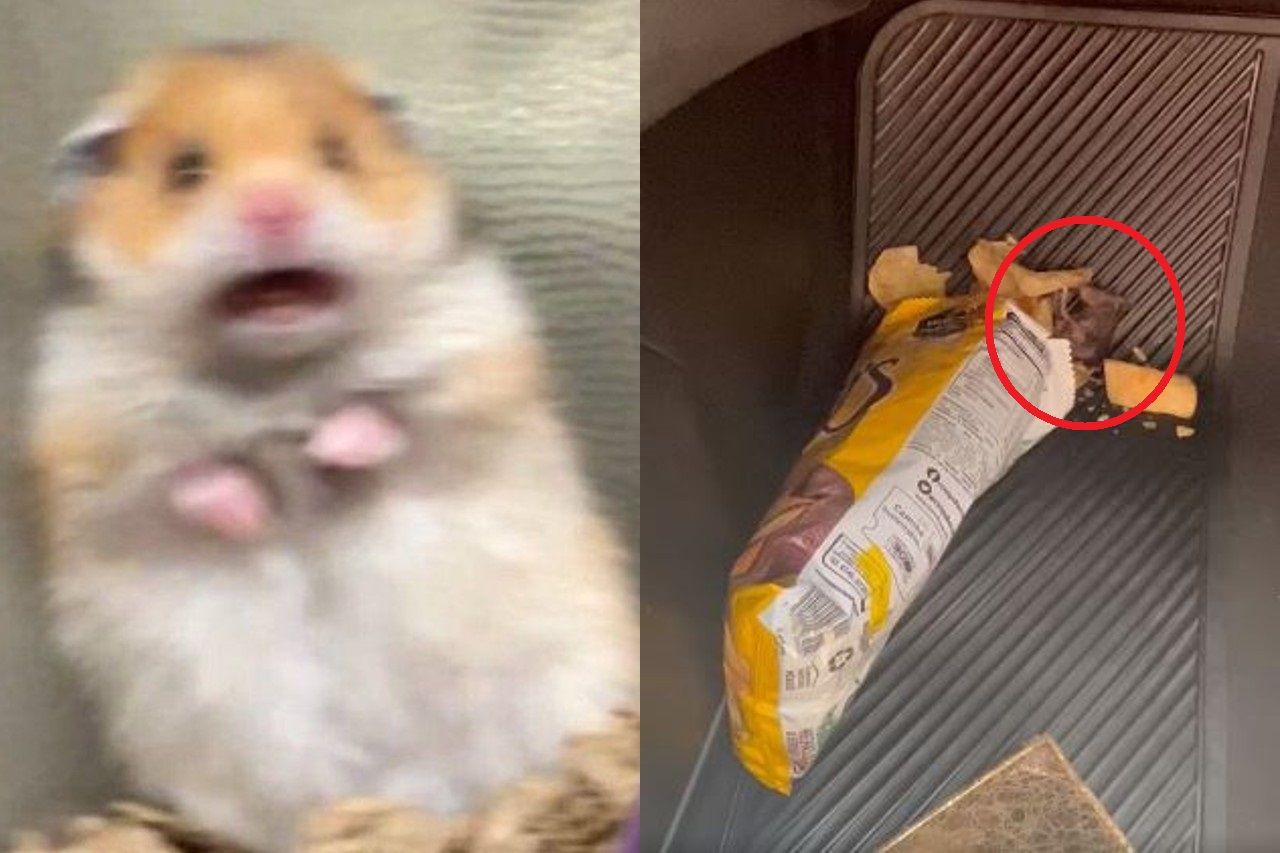 Video: Abre bolsa de papitas y halla ratón muerto