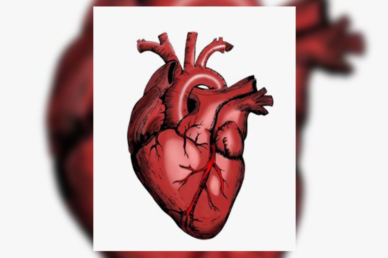 Es el corazón de los órganos más importantes del cuerpo: IMSS