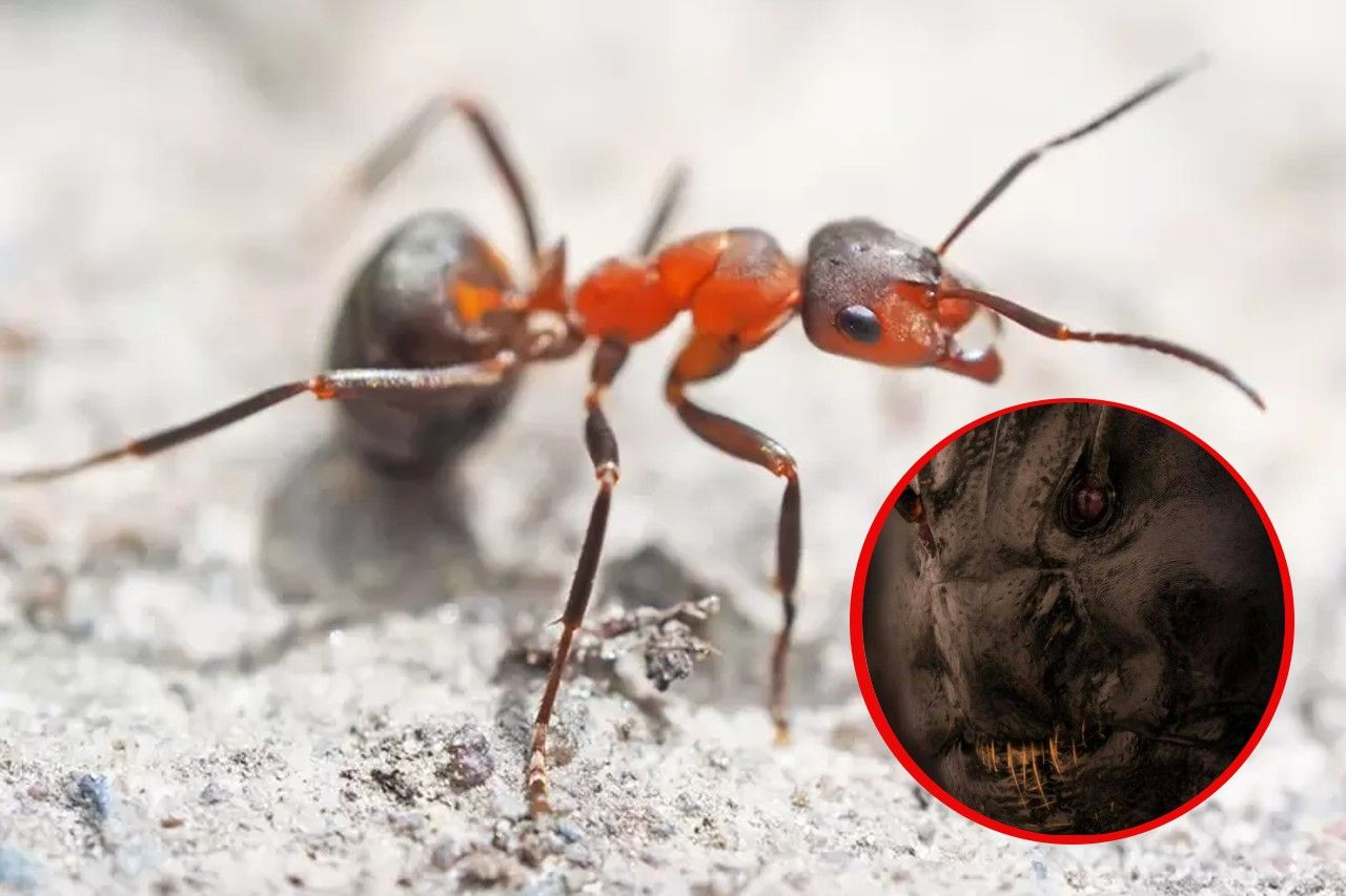 Como de otro mundo; foto de la cara de una hormiga causa sensación