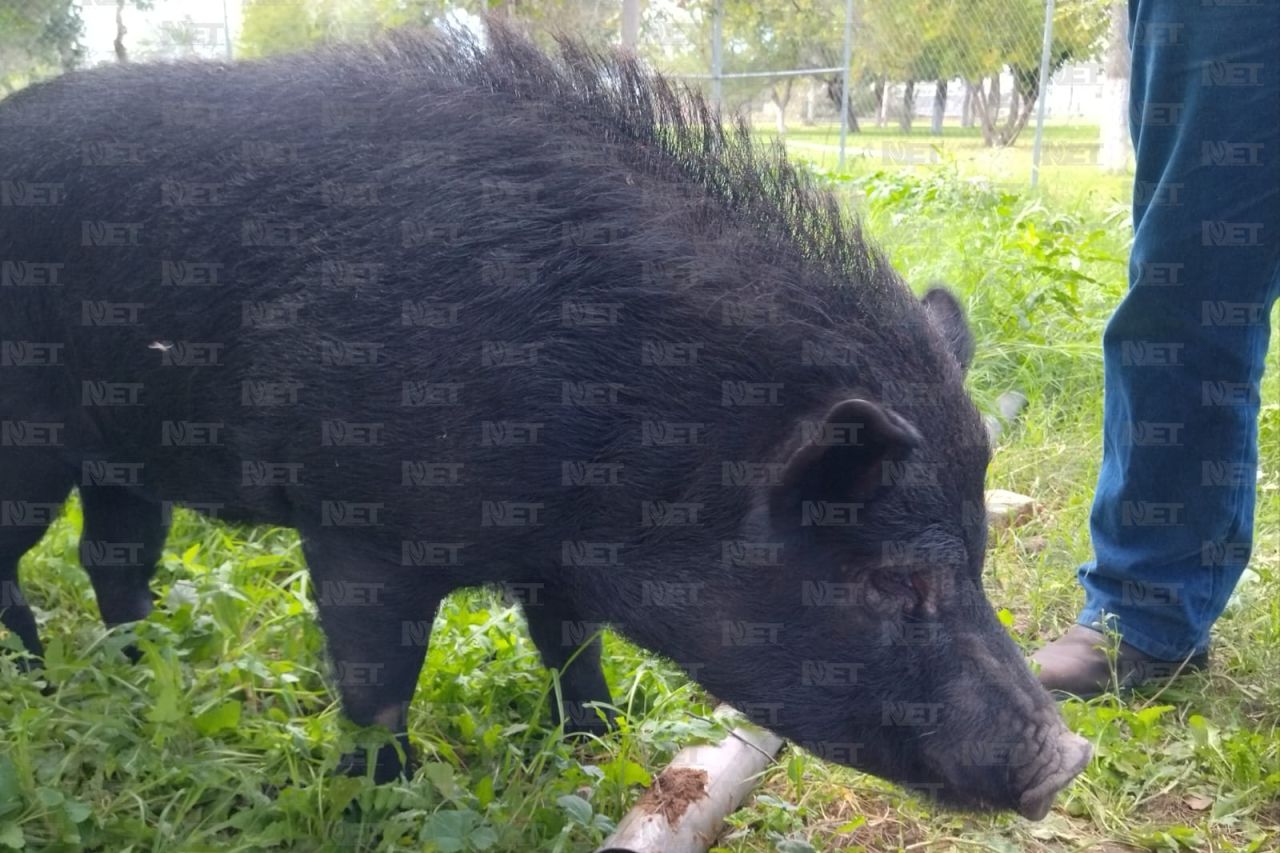 Decomisan puerquito en vivienda de la colonia Hidalgo