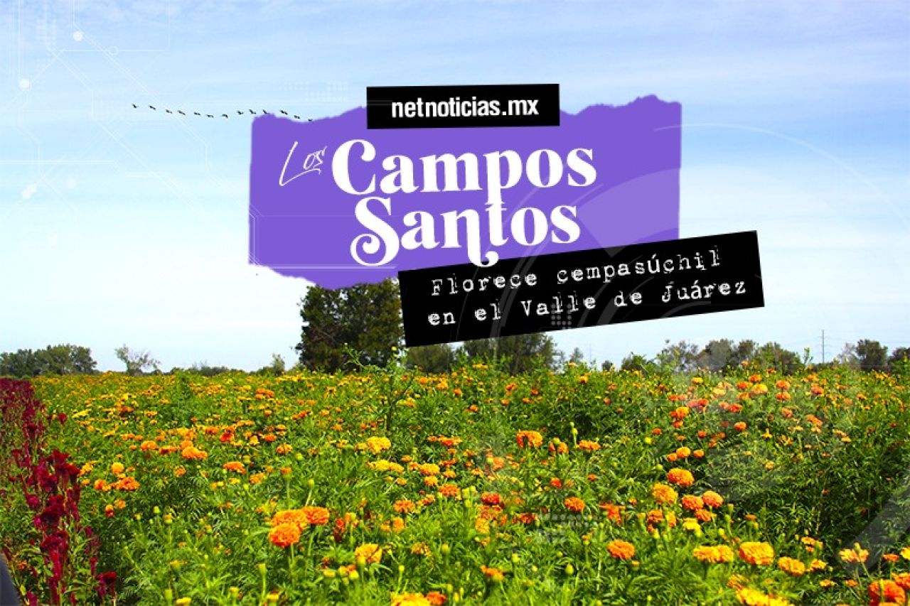 Campos Santos: Cempasúchil florece con los muertos