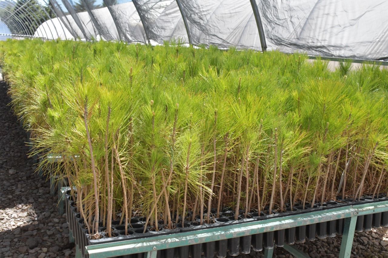 Planta Chihuahua El rbol 15 3 Millones De Sembrando Vida planta-chihuahua-el-rbol-15-3-millones-de-sembrando-vida