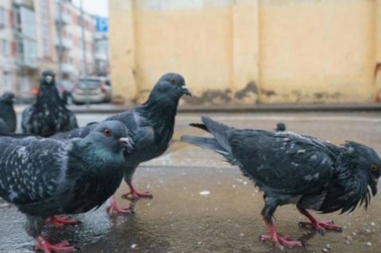 Detectan garrapatas de aves en primaria Socorro Rivera