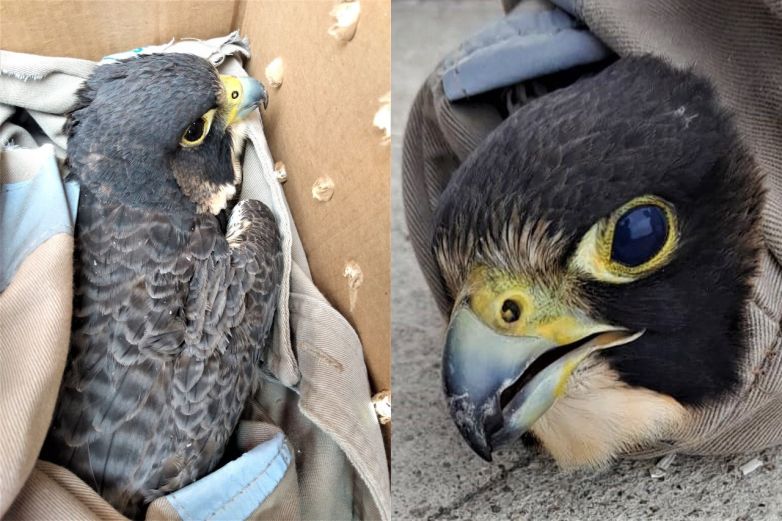 Rescatan a un halcón peregrino que fue golpeado por un auto en SLP