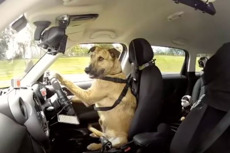 Perro conduce auto y se hace viral
