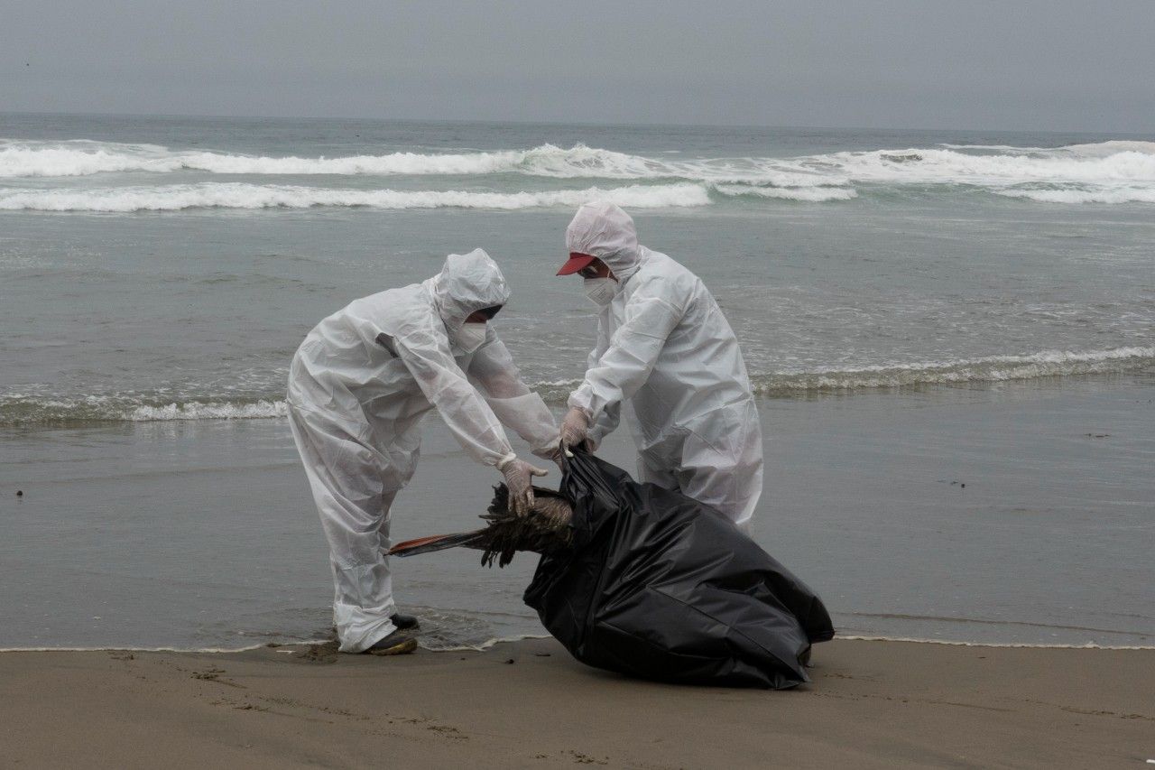 Van más de 13 mil aves marinas muertas por influenza en Perú