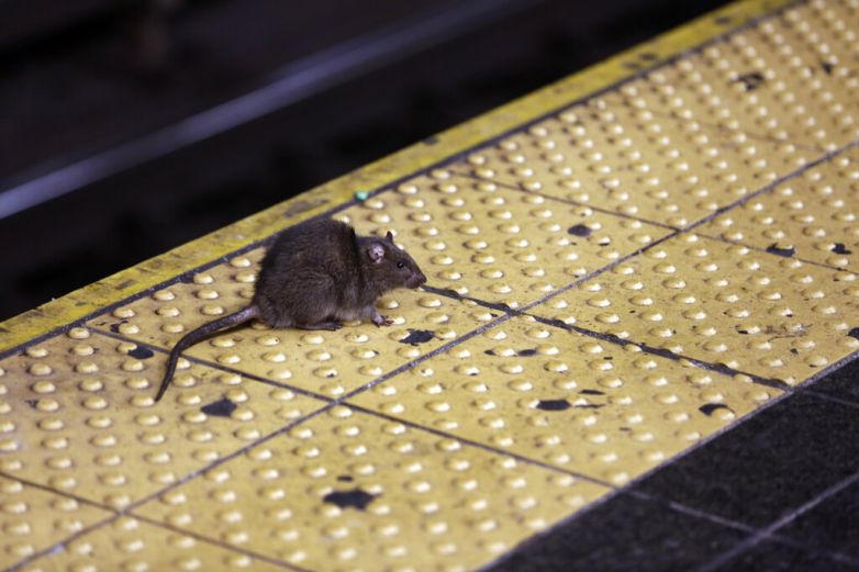 Nueva York busca líder en el combate a las ratas