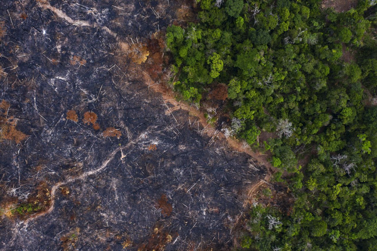 Nueva ley forestal en Perú enciende alarmas por amenaza a la Amazonía