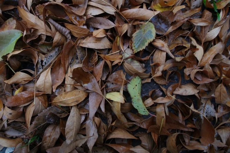 Utilizan hojas secas para composta en vivero de El Chamizal