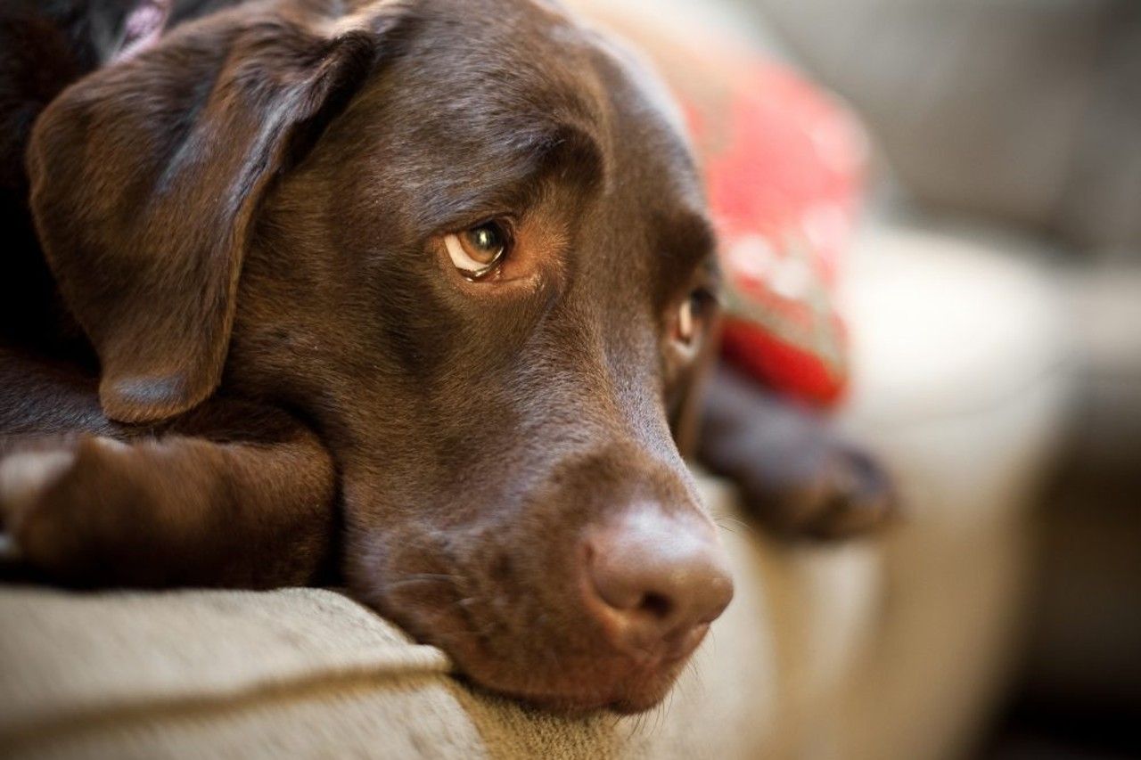 Cáncer en perros; así puedes detectarlo y prevenirlo a tiempo