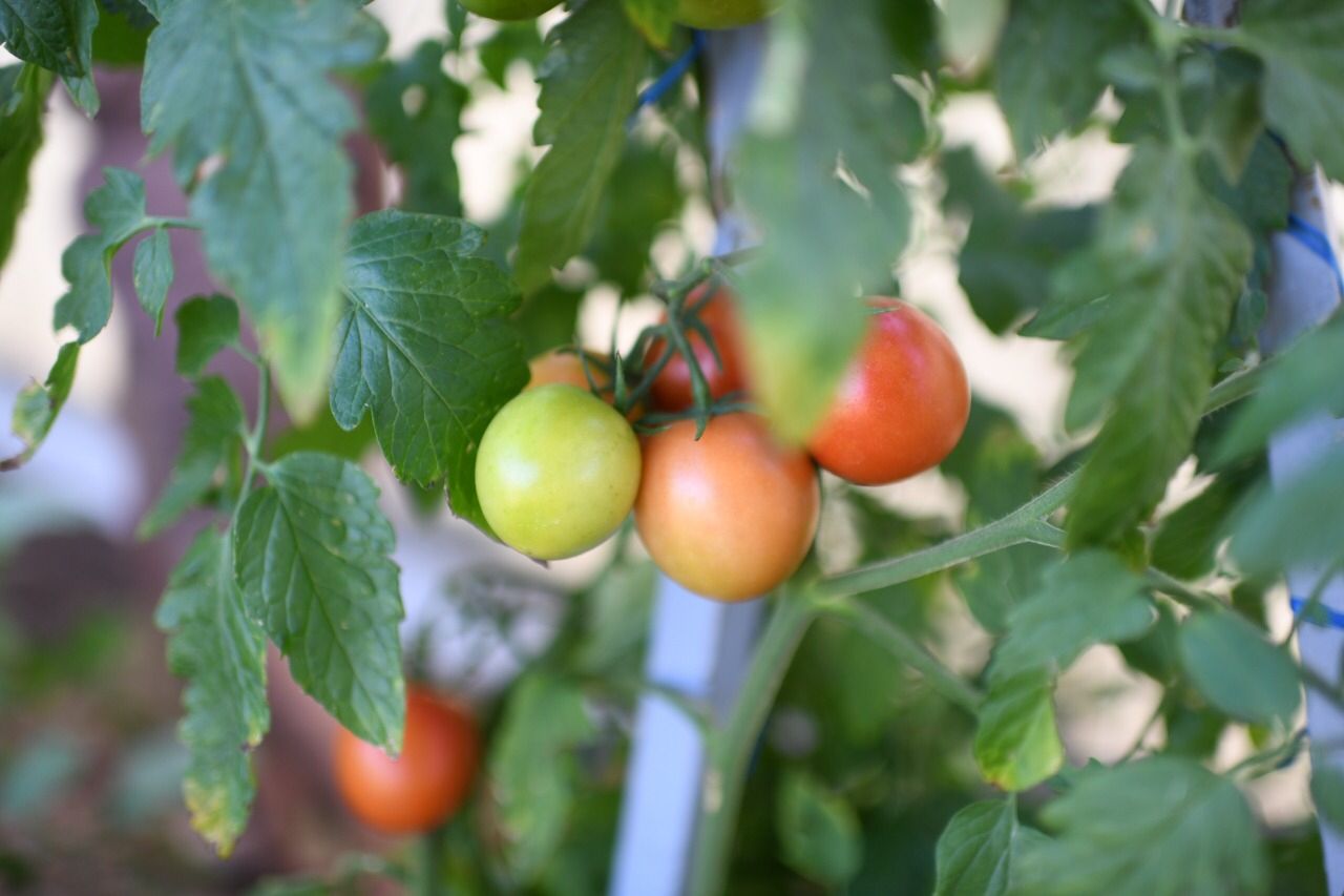 Negociará México arancel de EU a tomates nacionales