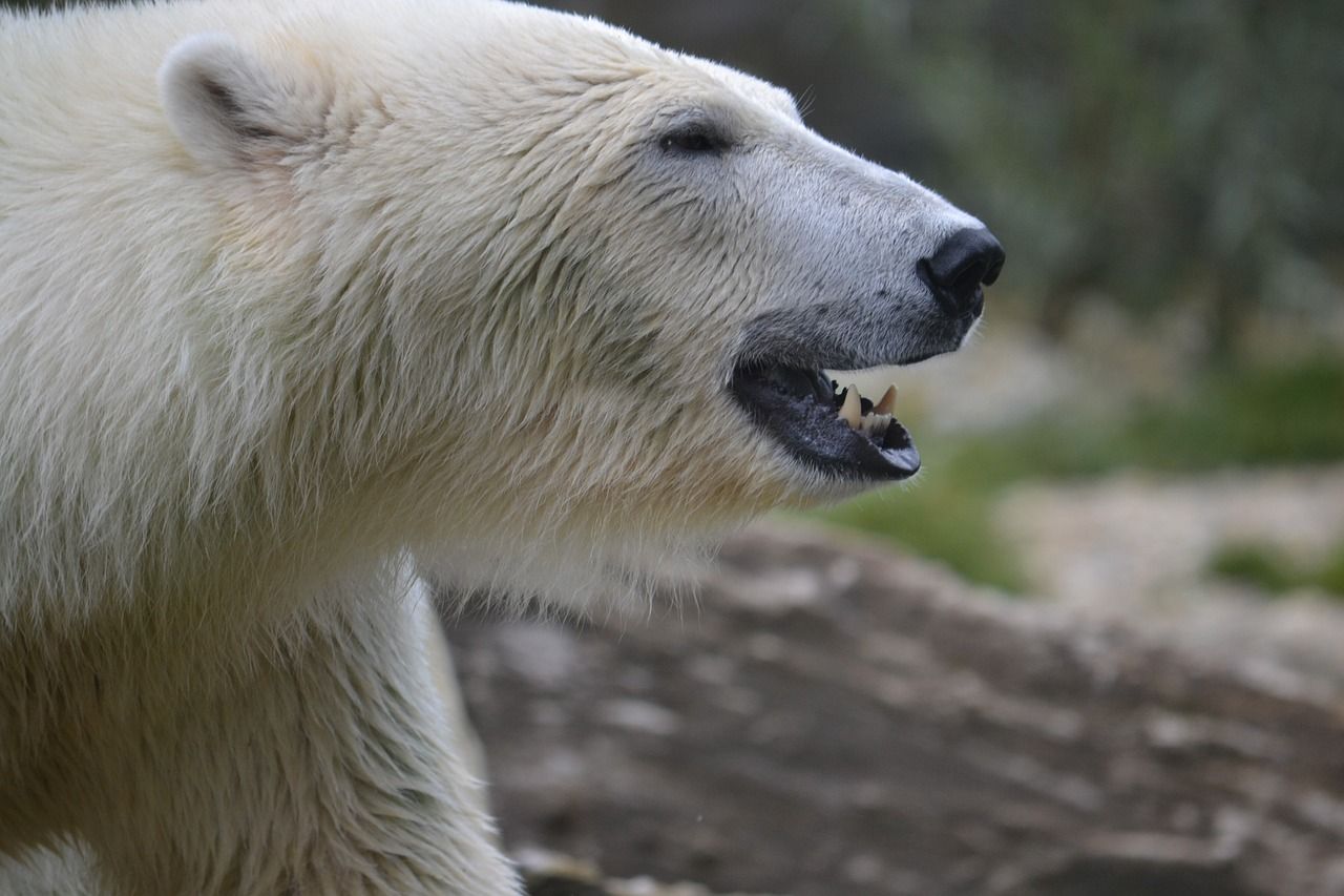 Scientists record first case of polar bear infected with avian influenza