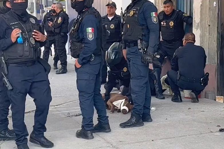 ¡Golpe a la delincuencia! Policías arrestan a perrito por morder a una oficial