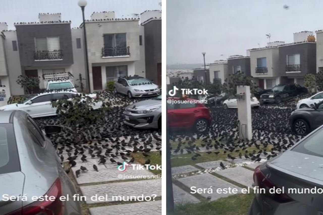 ¡El apocalipsis! Cientos de pájaros invaden casas en México