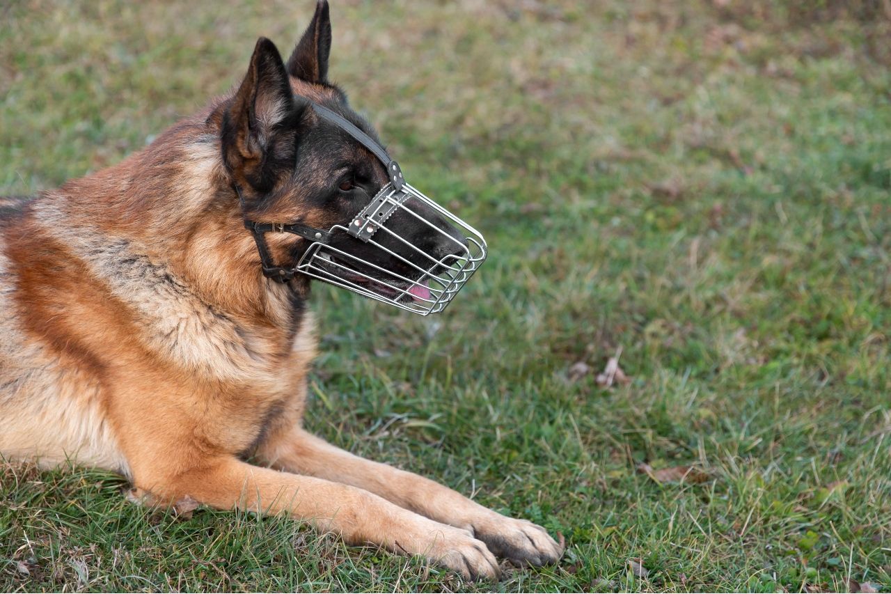 Advierten multas y cárcel para dueños de perros agresivos