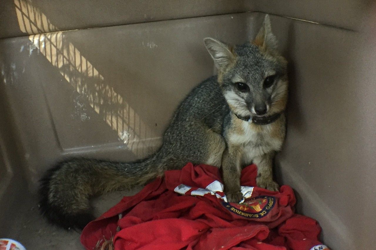 Provoca zorro gris brote de rabia en Sonora