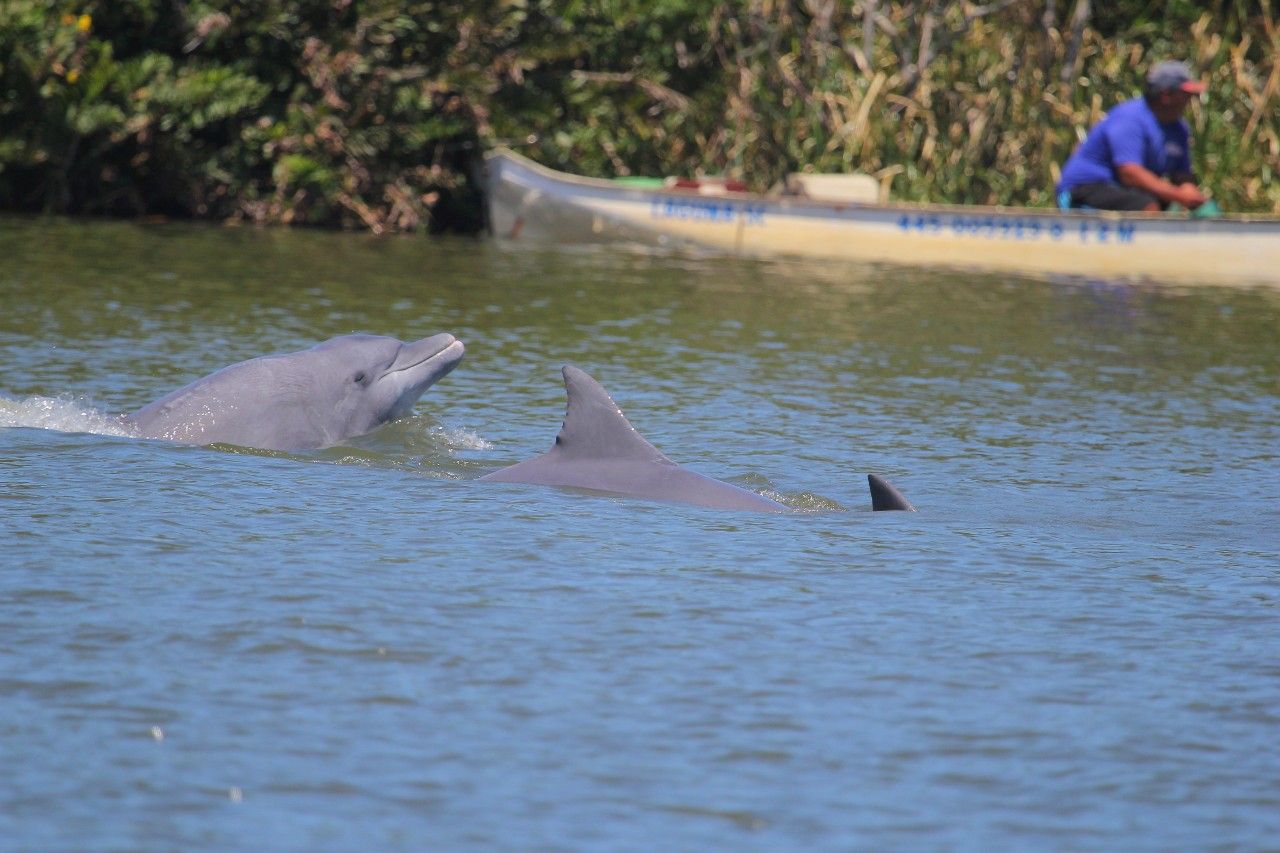 Cooperación entre especies: Delfines y humanos se benefician de la pesca