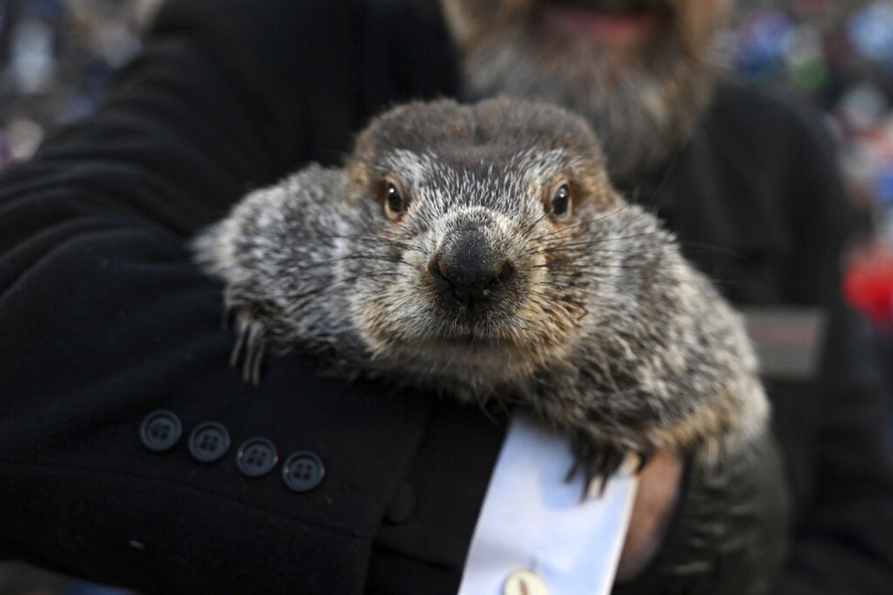 La marmota que predice la primavera y su esposa son padres de 2 bebés