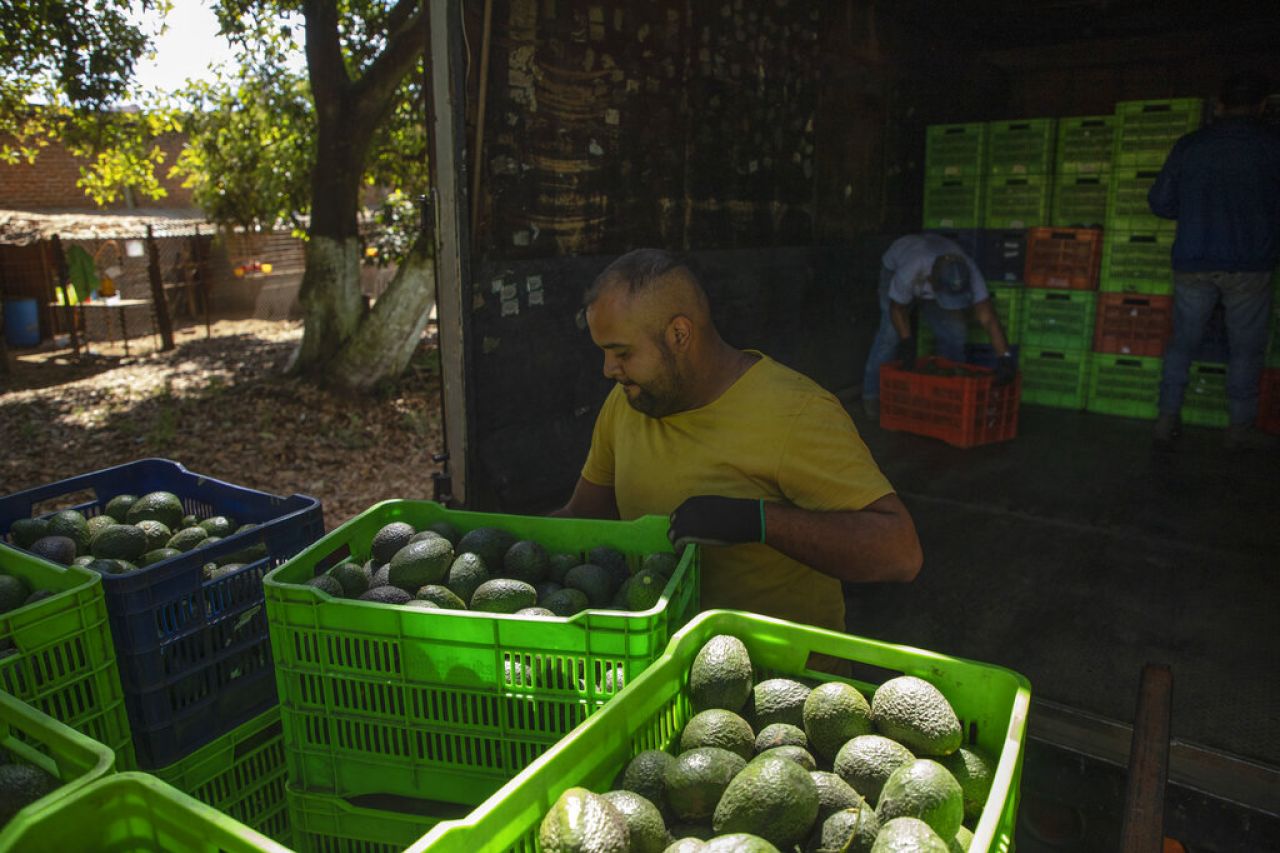 Reanuda Michoacán envíos de aguacate a EU