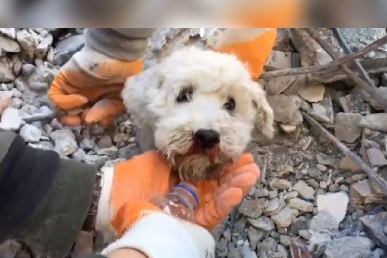 Video: Perrito sobrevive a sismo en Turquía; así lo rescataron