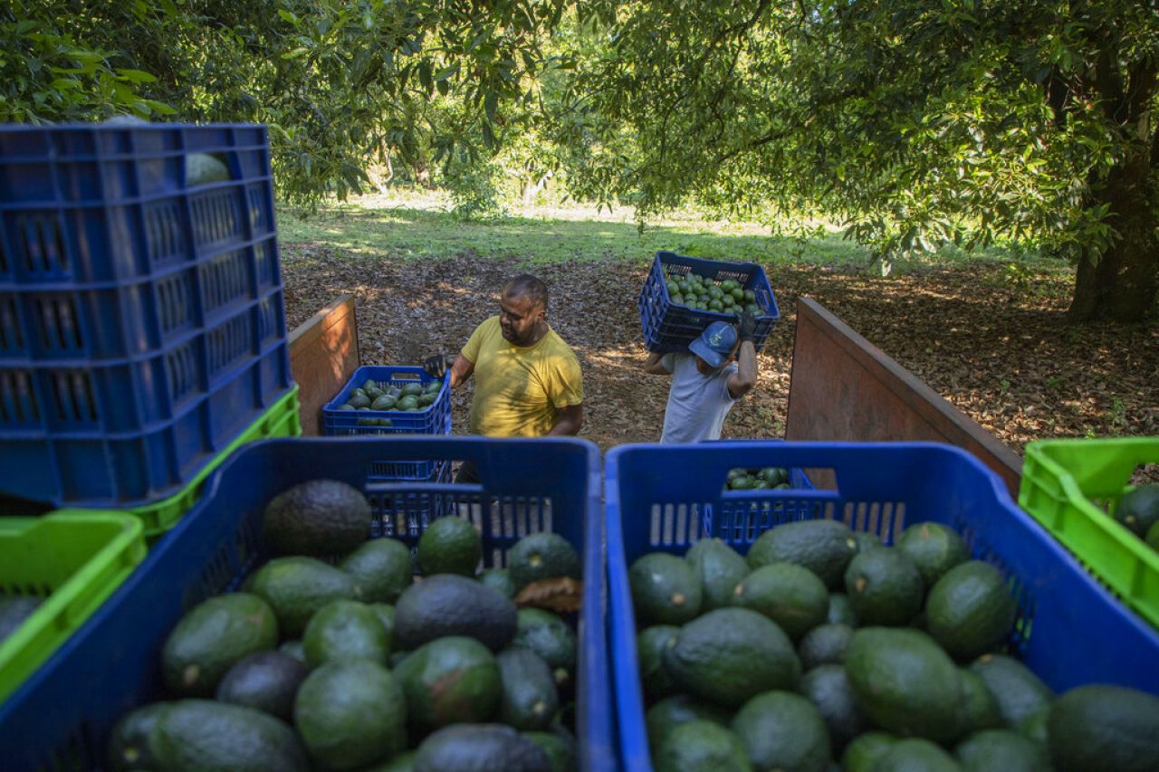 Amenaza de aranceles de Trump pone en riesgo aguacates y tequila mexicanos