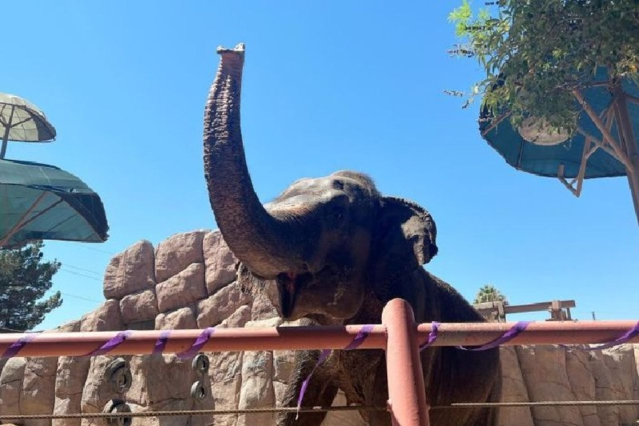 Elefante del Zoológico de El Paso predecirá ganador del Super Bowl