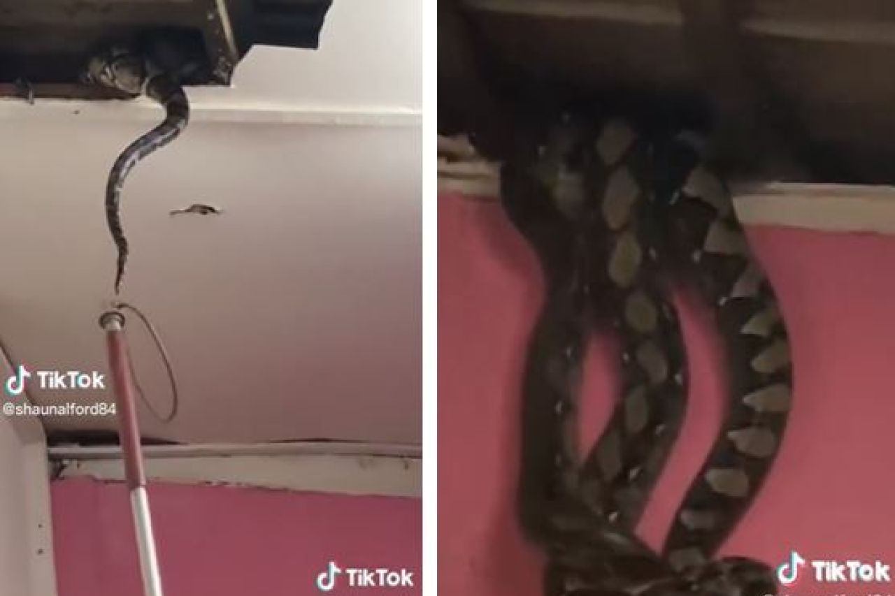 Hallan dos pitones gigantes en el techo de una casa