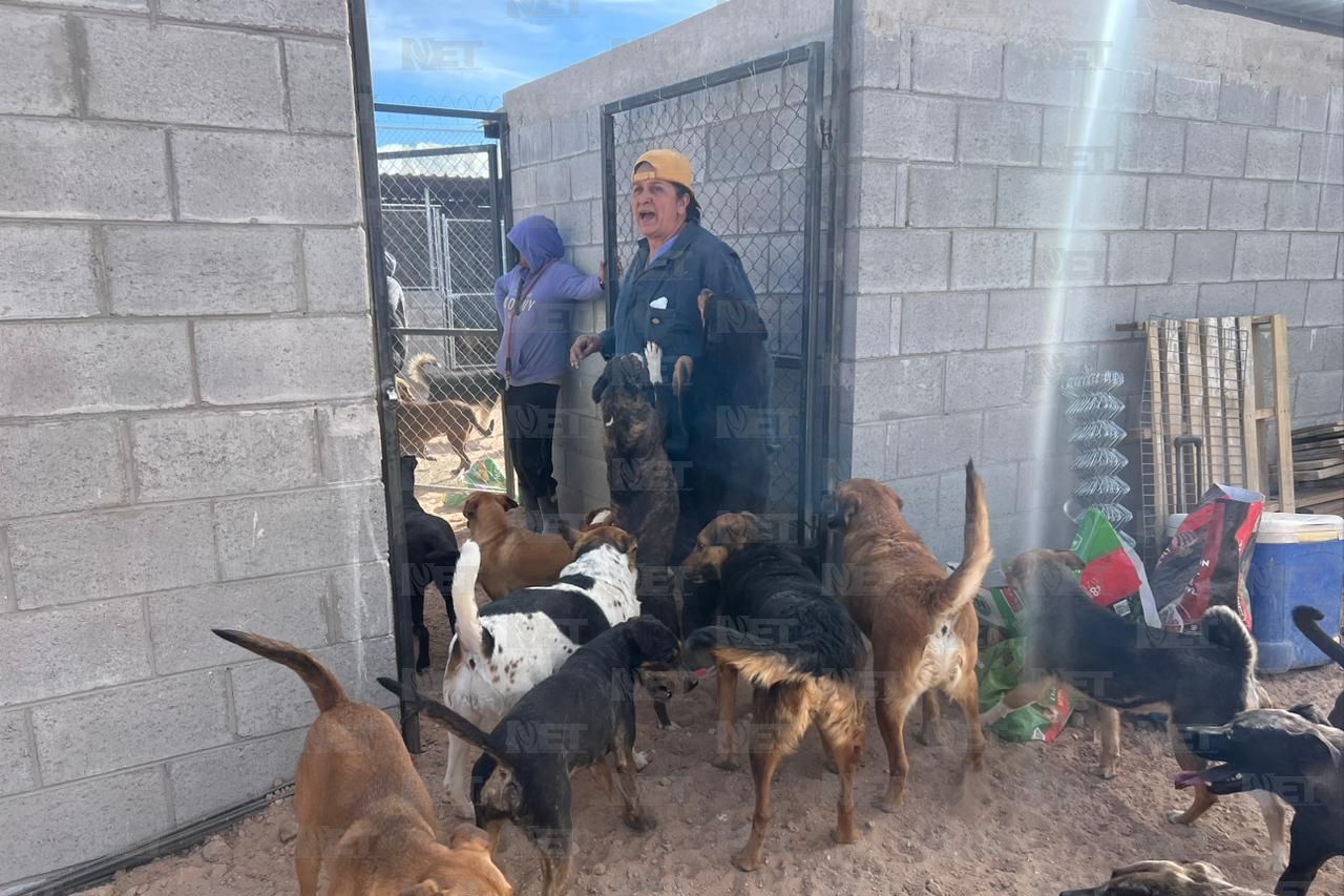 Llegan 250 perros rescatados a su nuevo hogar