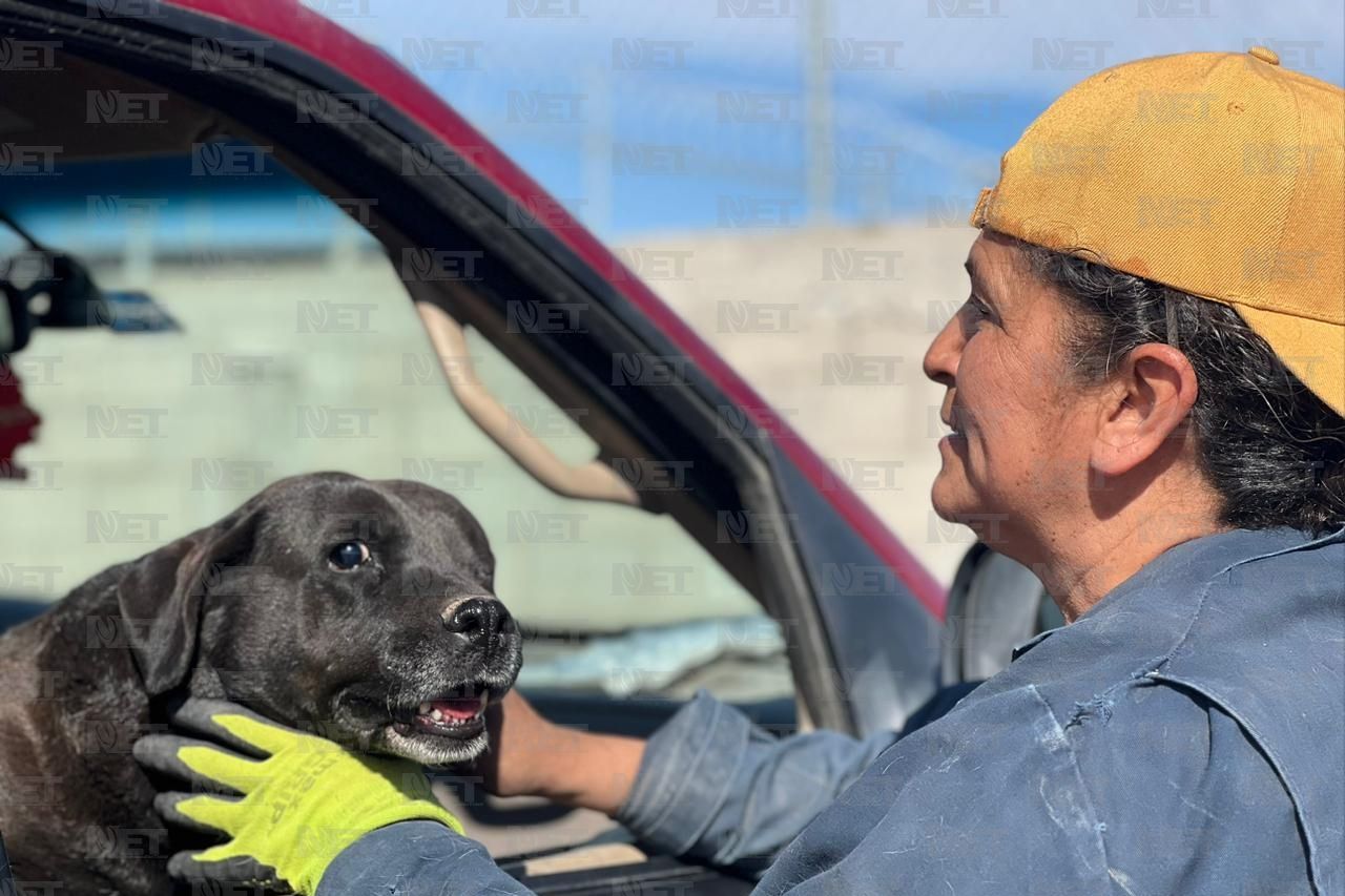 Llegan 250 perros rescatados a su nuevo hogar