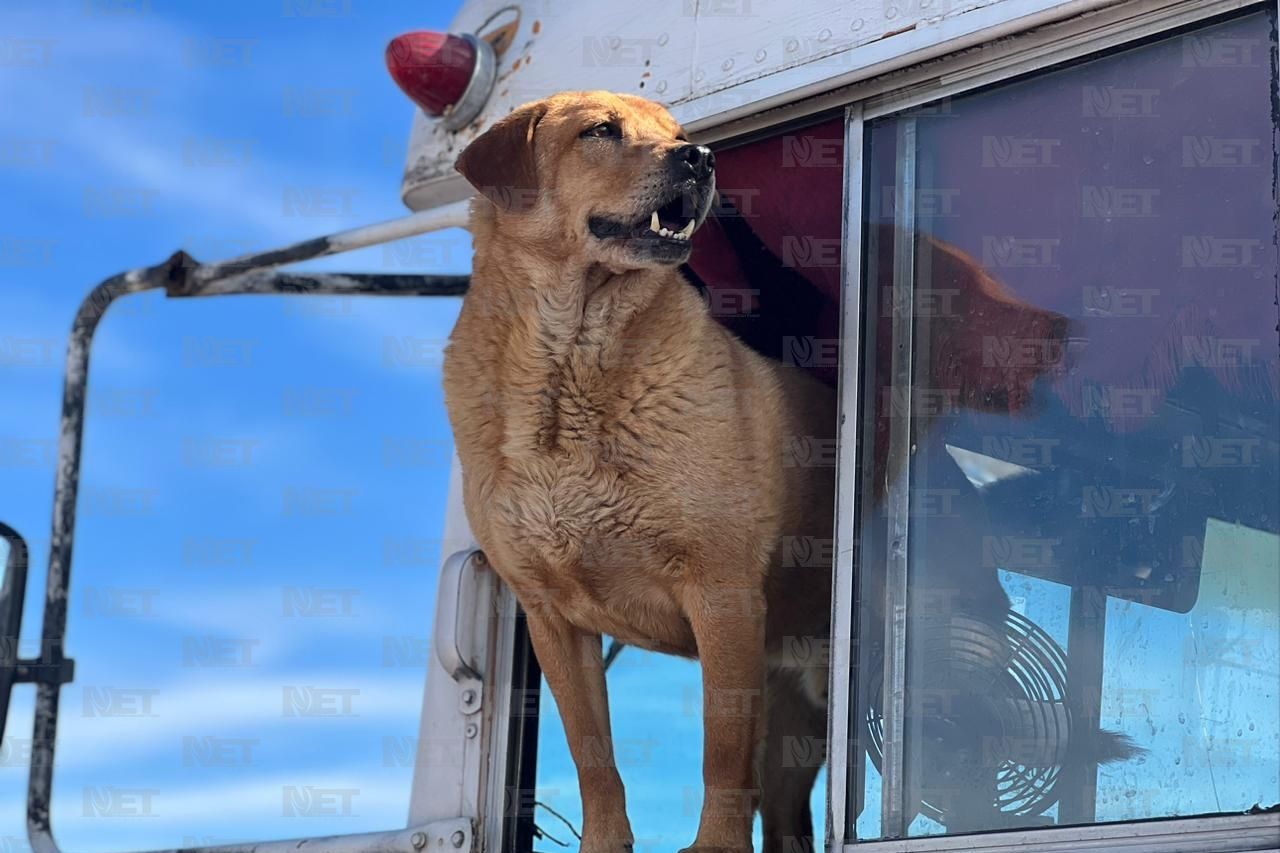 Llegan 250 perros rescatados a su nuevo hogar