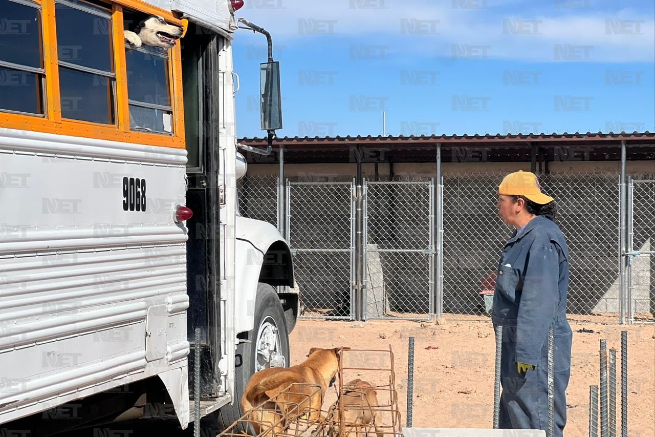 Llegan 250 perros rescatados a su nuevo hogar