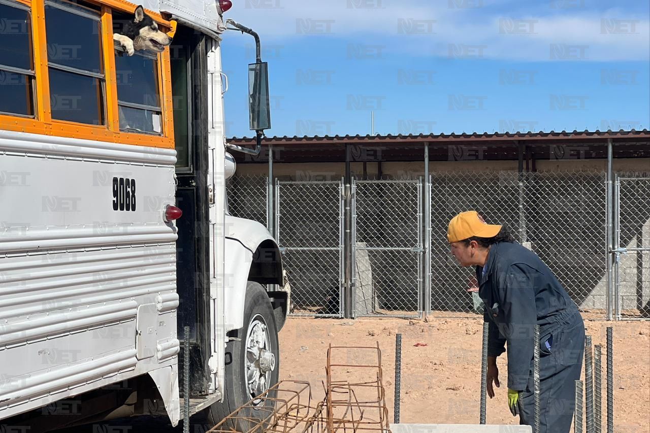 Llegan 250 perros rescatados a su nuevo hogar