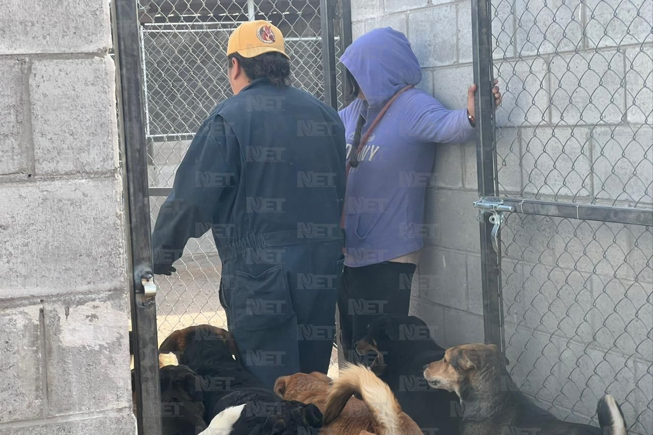 Llegan 250 perros rescatados a su nuevo hogar