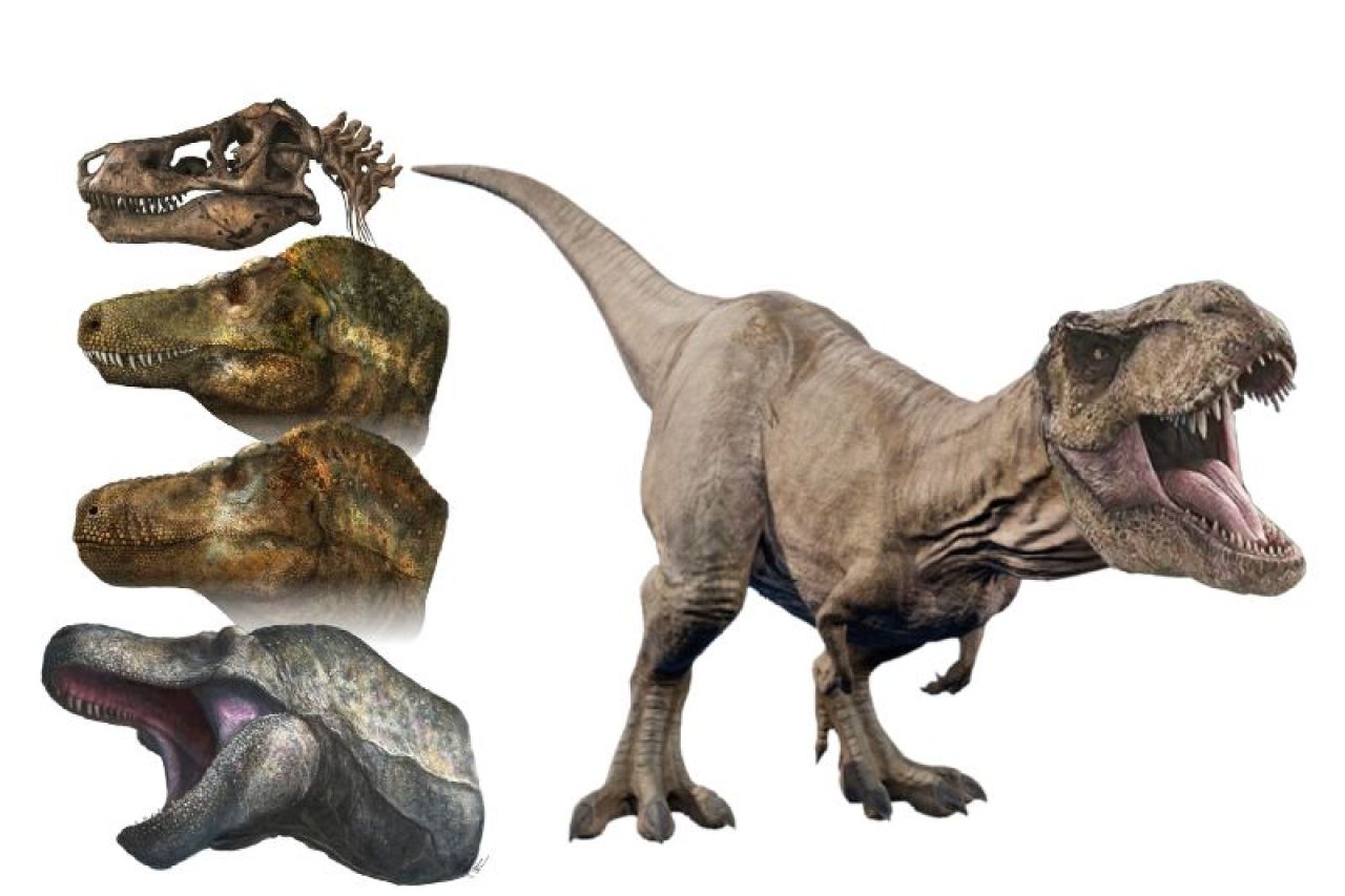 Fuimos timados: T. rex podría haber tenido los dientes cubiertos