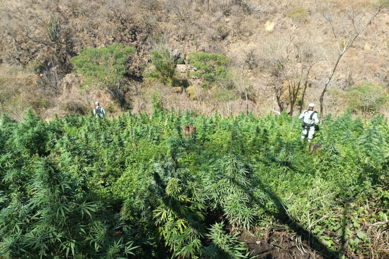 Destruyen dos plantíos de aparente marihuana en Jalisco