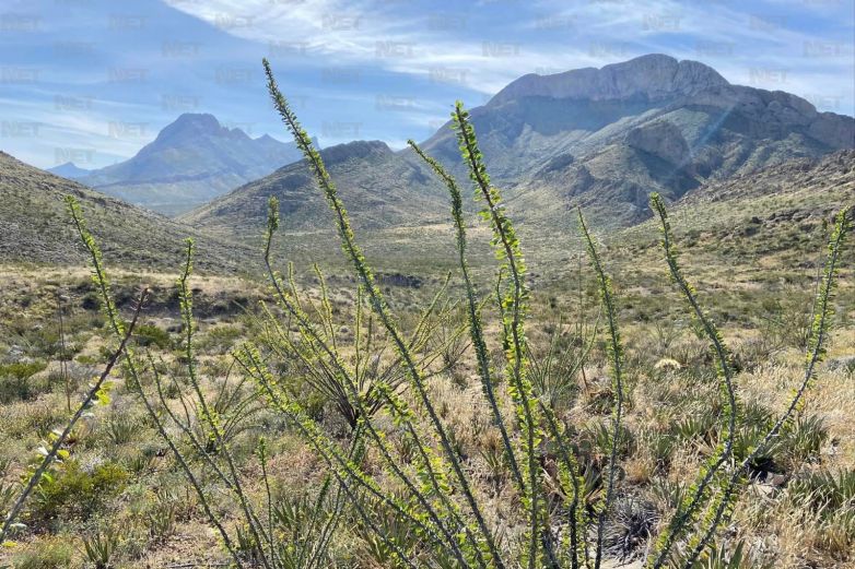 Importancia de la Sierra de Juárez; estas son sus funciones naturales