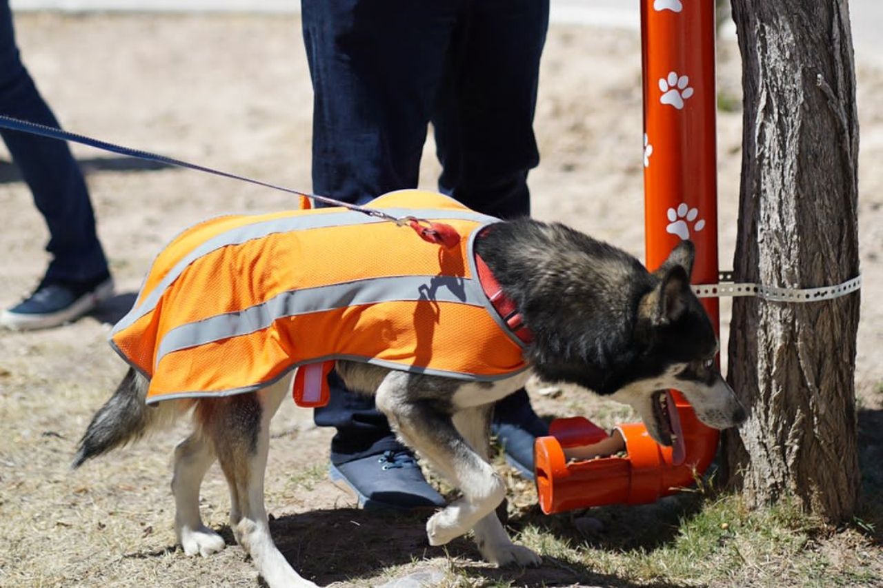 Instalan comederos para perros y gatos en parques de Juárez